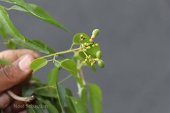 Jasminum flexile